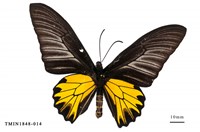 藏品(黃裳鳳蝶)的圖片